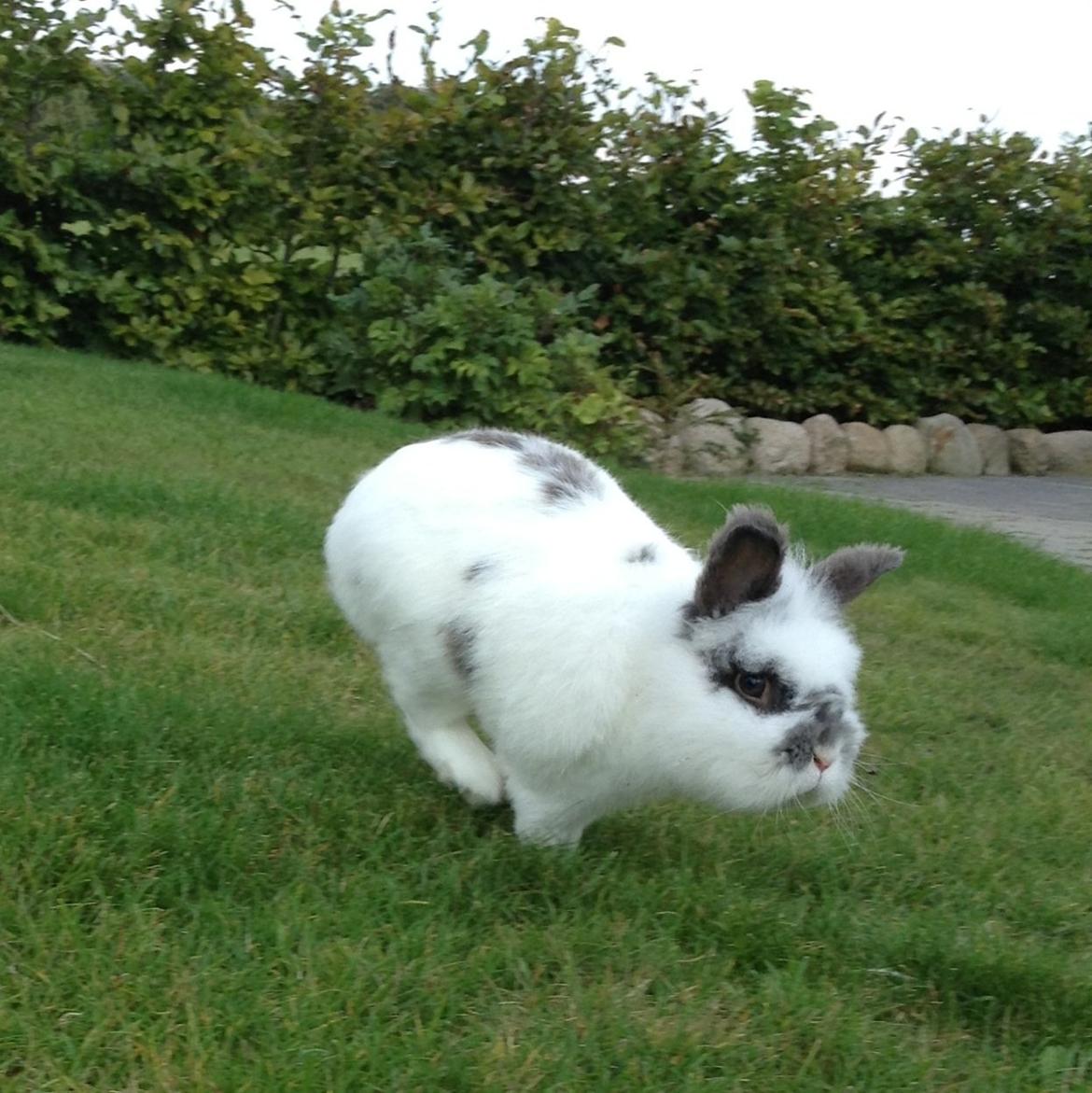 Kanin Pontus billede 4