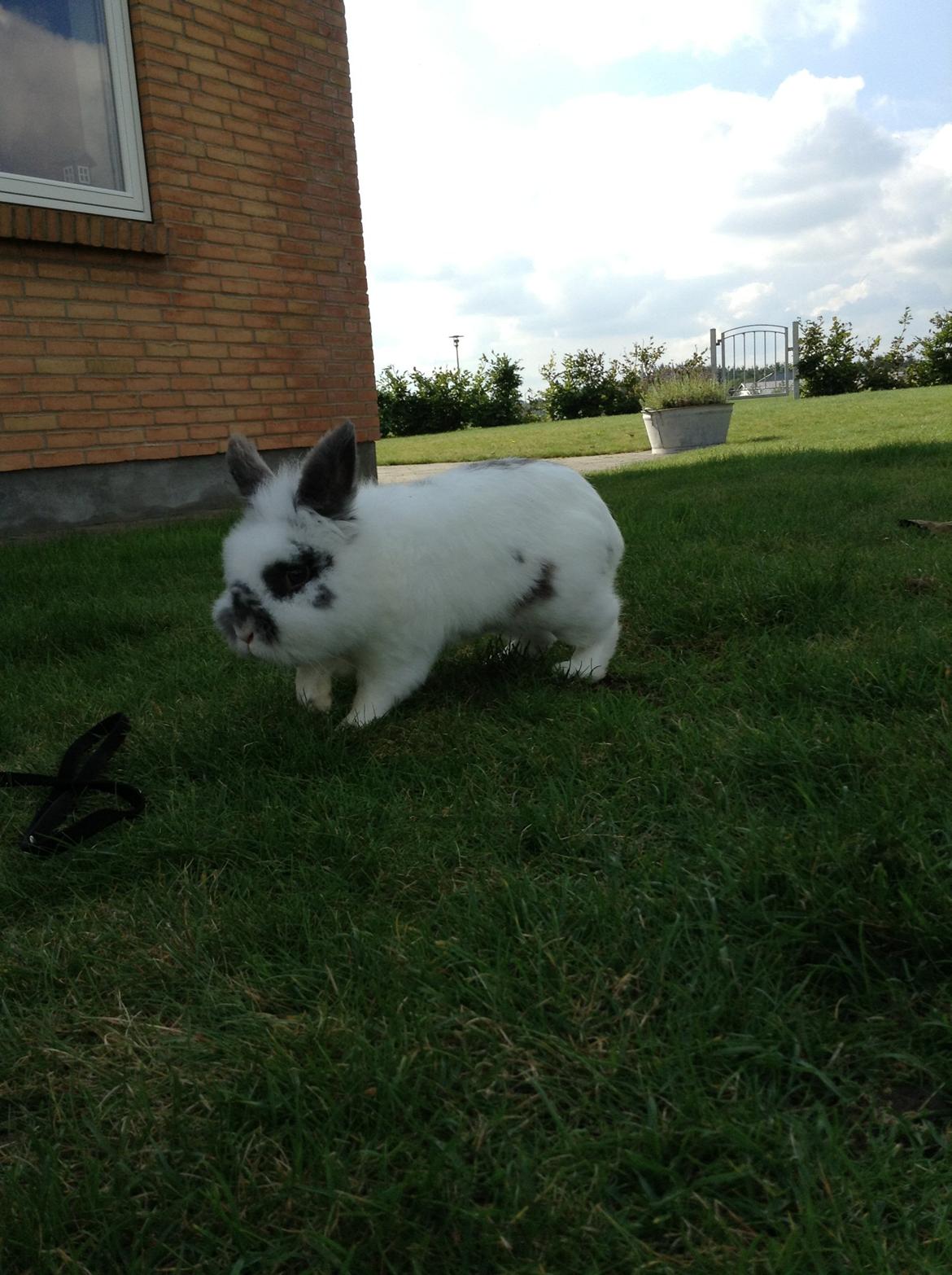 Kanin Pontus billede 5