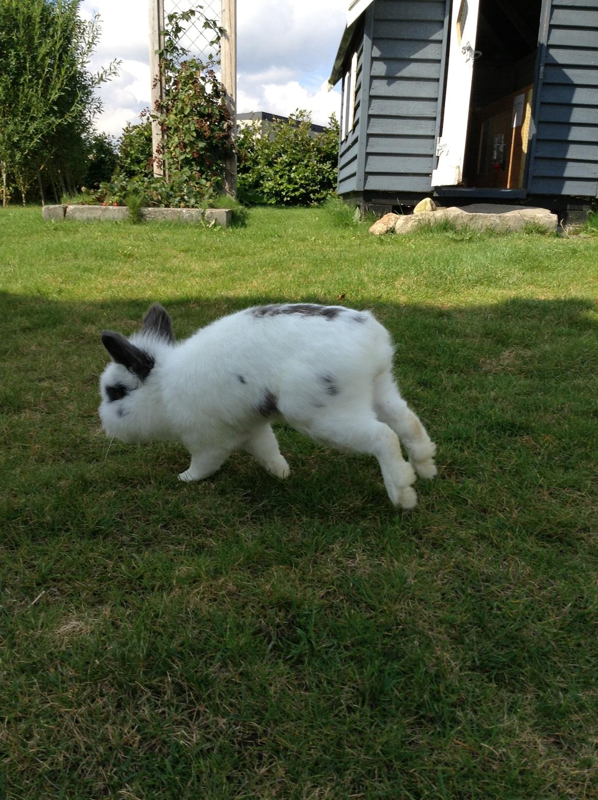 Kanin Pontus billede 7