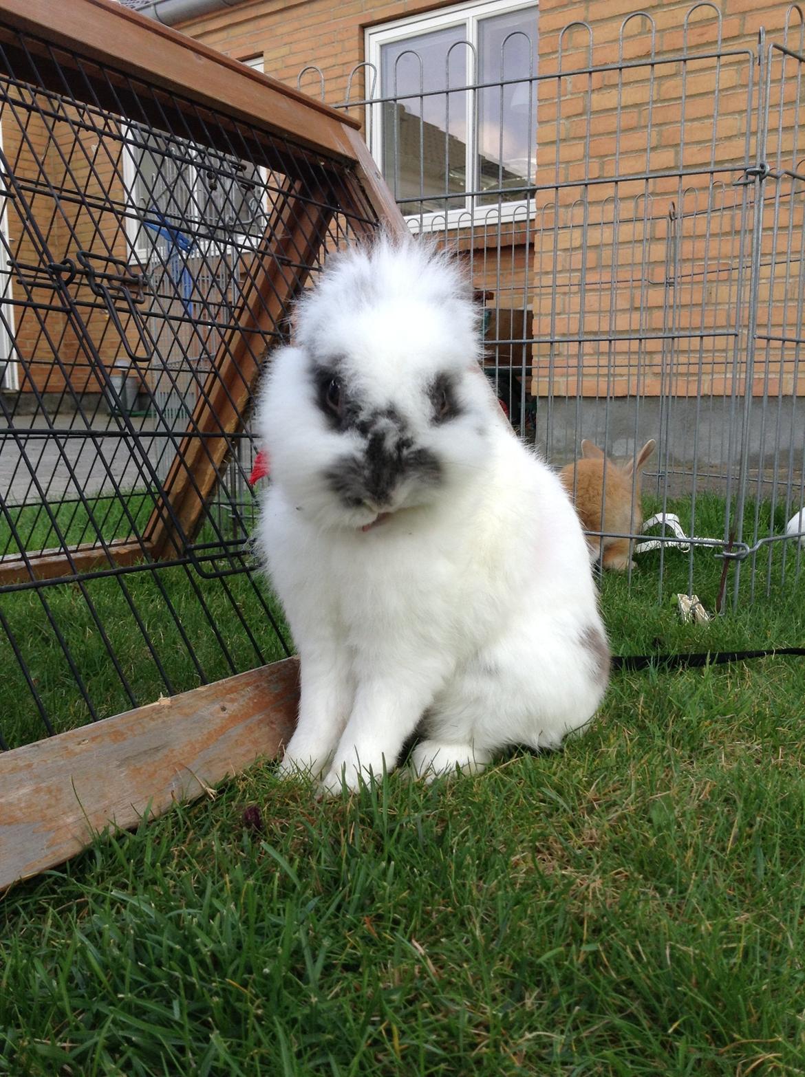 Kanin Pontus billede 6