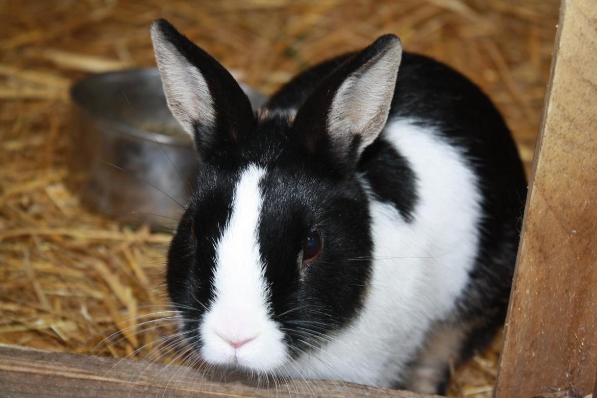 Kanin Errebos Mango [Min lillesøsters] billede 2