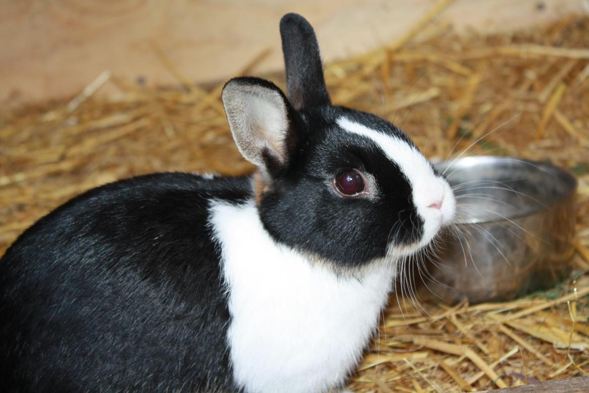 Kanin Errebos Mango [Min lillesøsters] billede 3