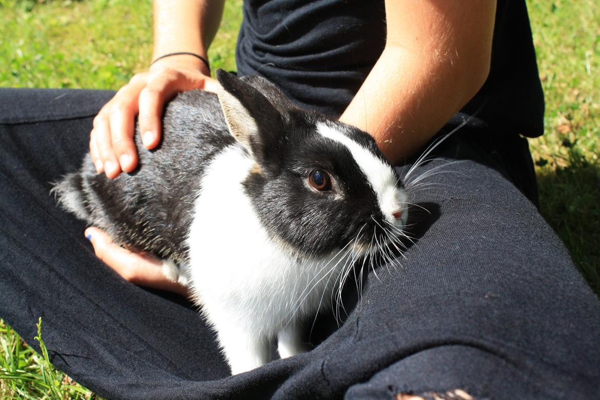 Kanin Errebos Mango [Min lillesøsters] billede 1