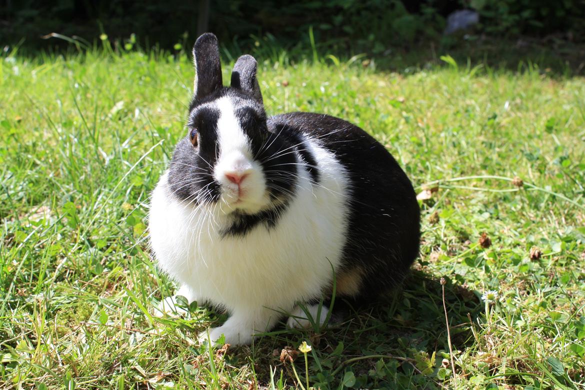 Kanin Errebos Mango [Min lillesøsters] billede 4