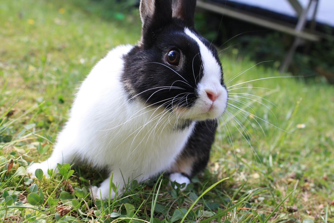 Kanin Errebos Mango [Min lillesøsters] billede 5