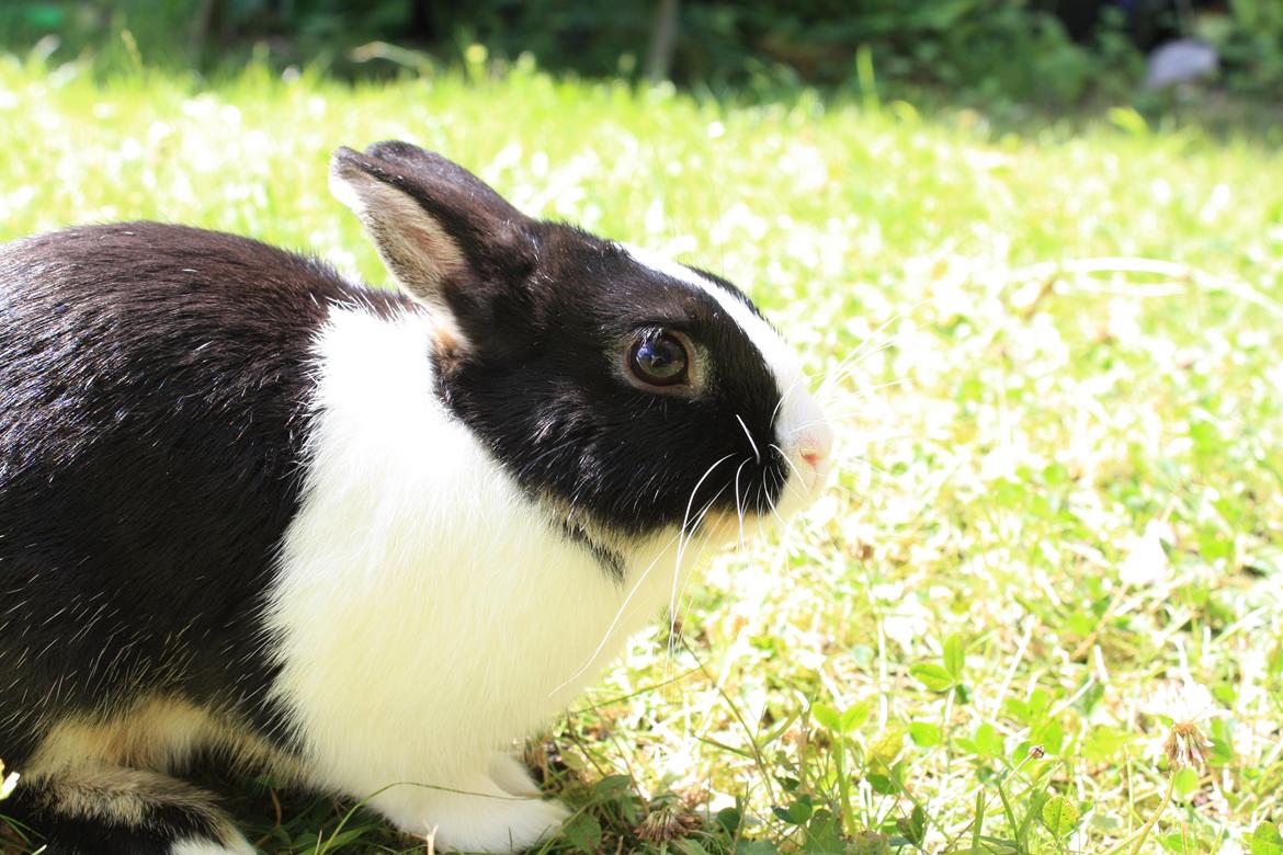 Kanin Errebos Mango [Min lillesøsters] billede 6