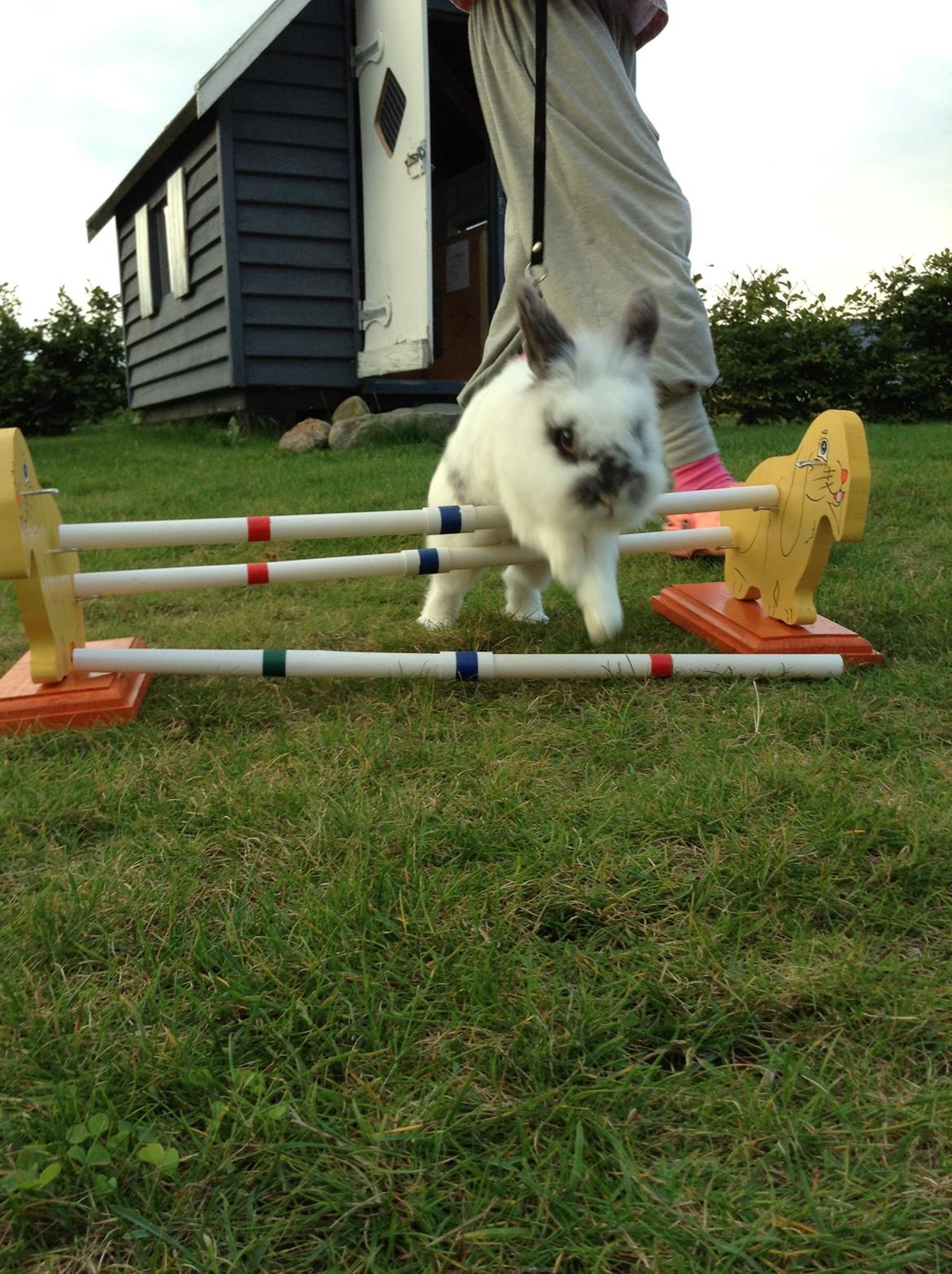 Kanin Pontus billede 8