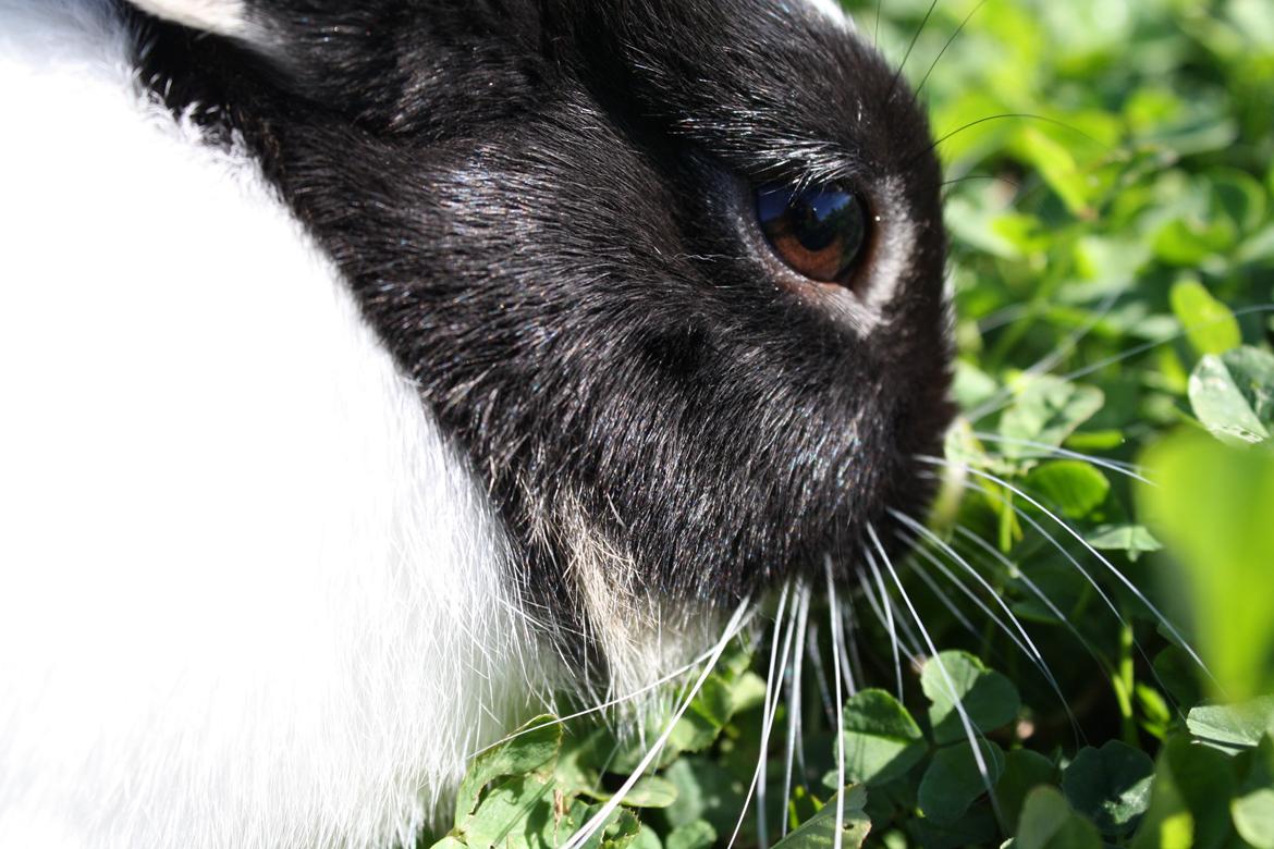 Kanin Errebos Mango [Min lillesøsters] billede 7