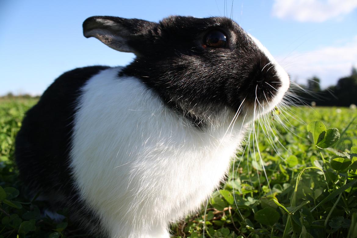 Kanin Errebos Mango [Min lillesøsters] billede 8