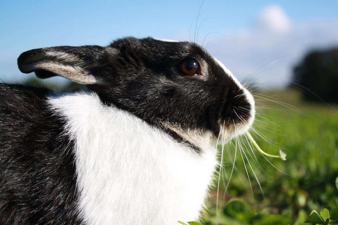 Kanin Errebos Mango [Min lillesøsters] billede 9