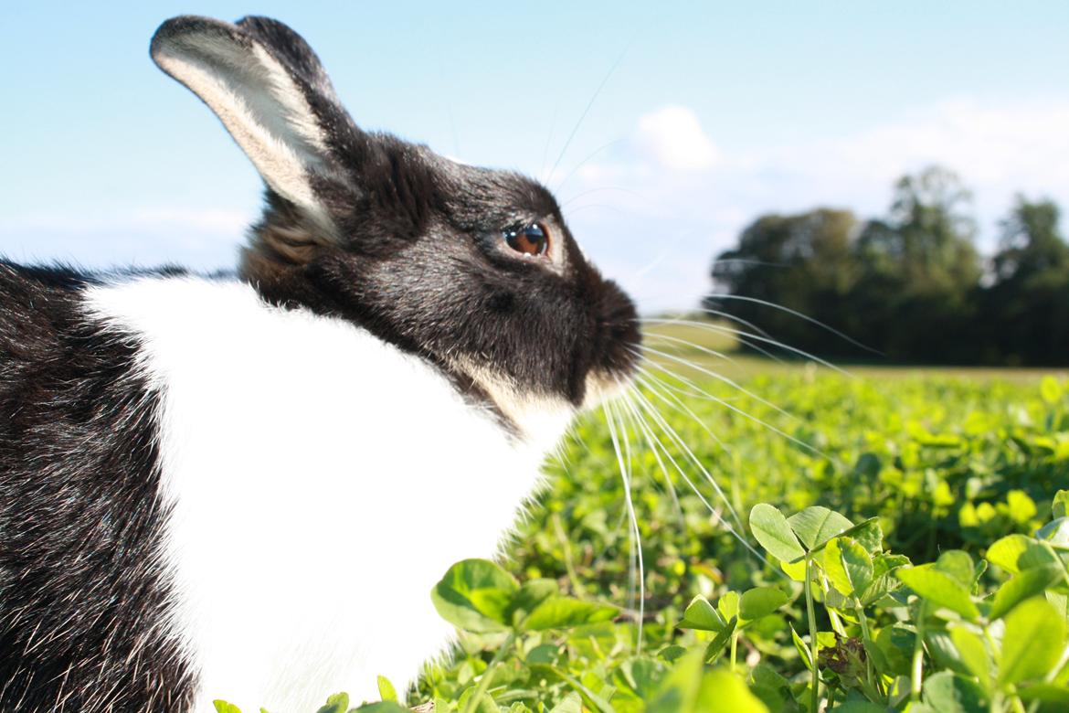 Kanin Errebos Mango [Min lillesøsters] billede 10