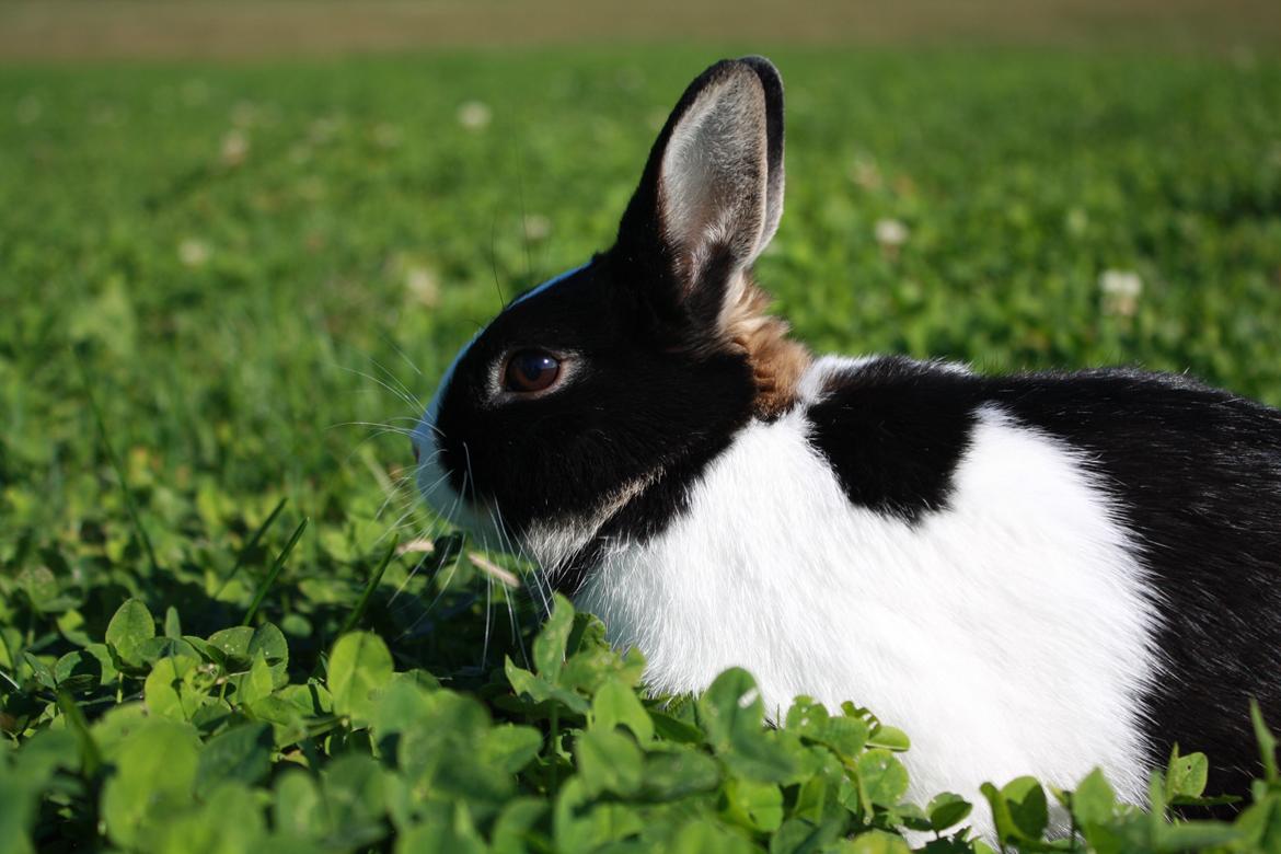Kanin Errebos Mango [Min lillesøsters] billede 11
