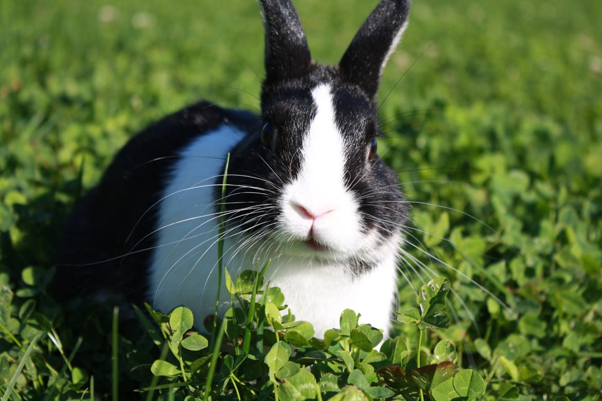 Kanin Errebos Mango [Min lillesøsters] billede 12