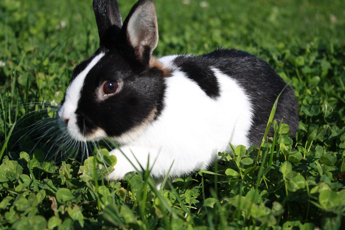 Kanin Errebos Mango [Min lillesøsters] billede 13