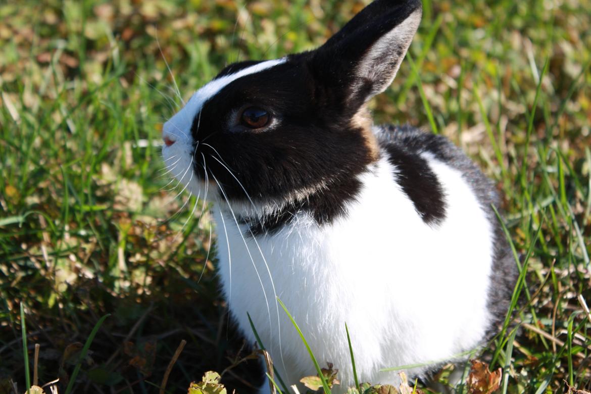 Kanin Errebos Mango [Min lillesøsters] billede 14