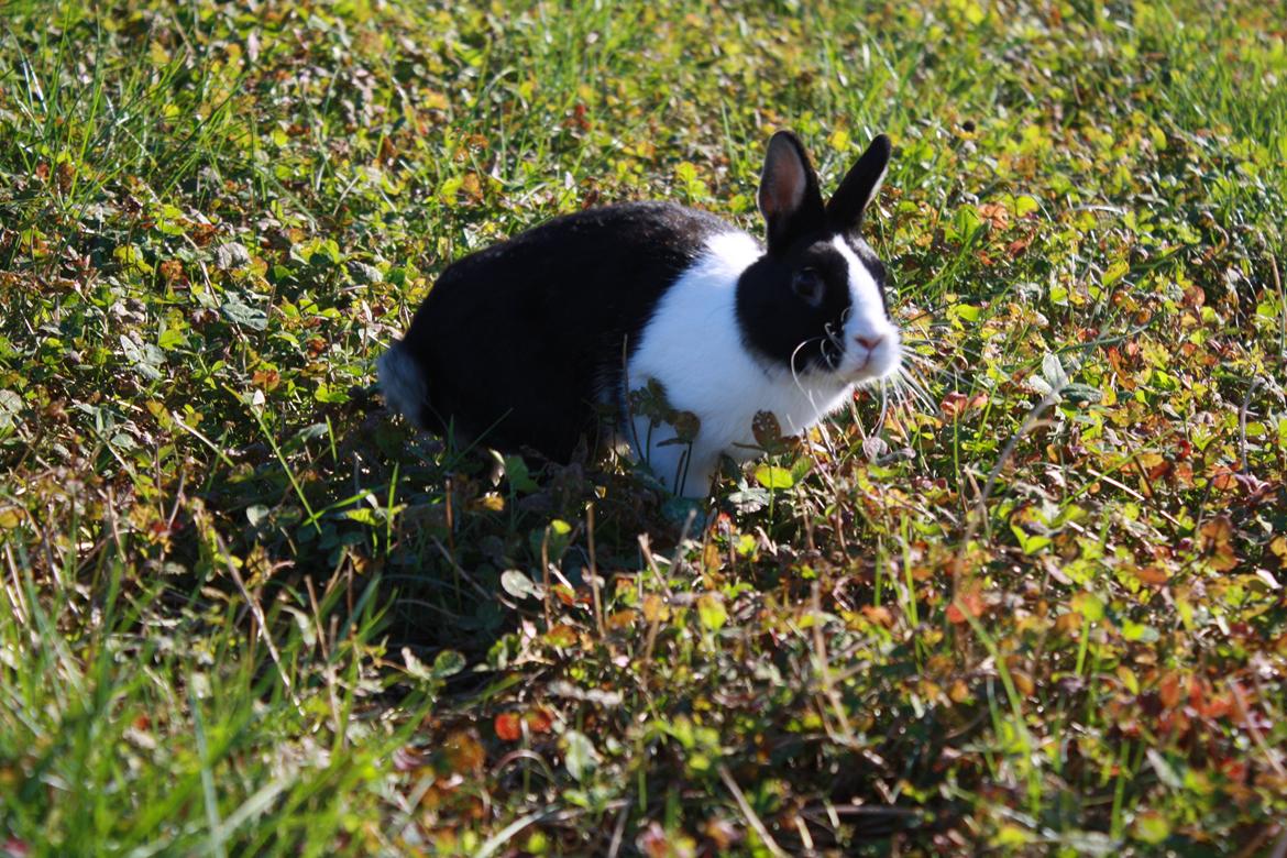 Kanin Errebos Mango [Min lillesøsters] billede 15
