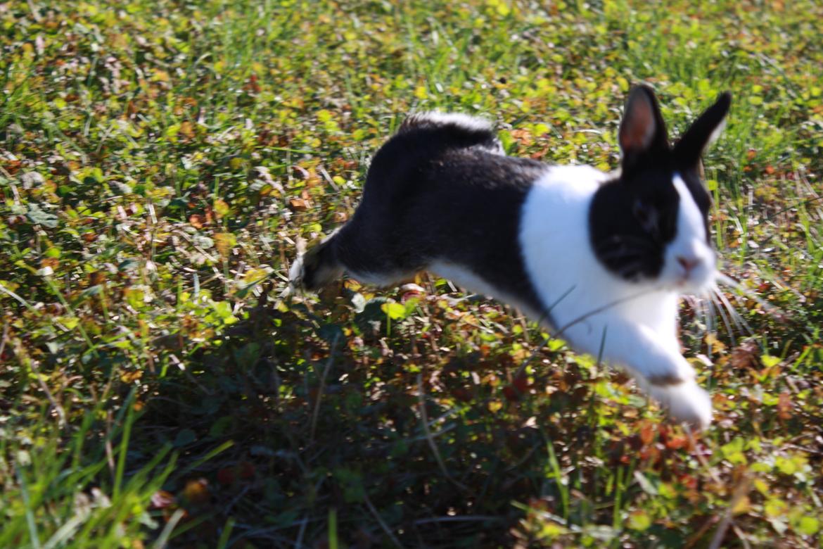 Kanin Errebos Mango [Min lillesøsters] billede 16