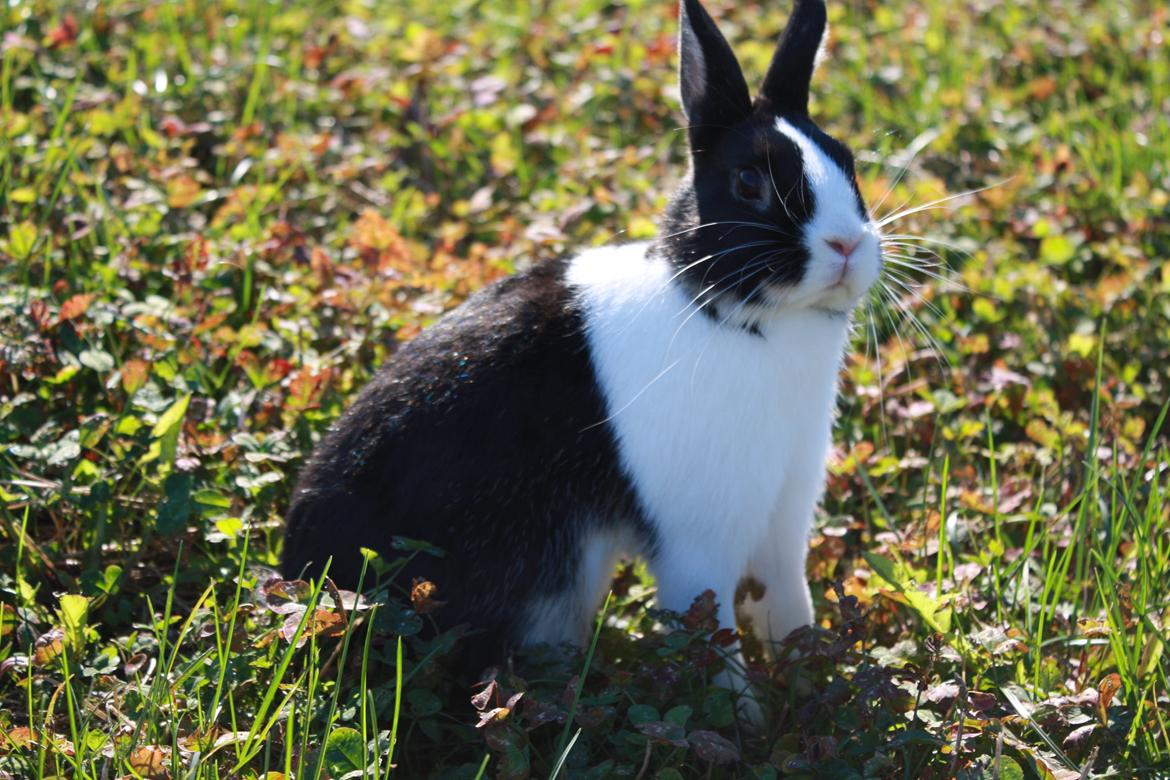 Kanin Errebos Mango [Min lillesøsters] billede 17
