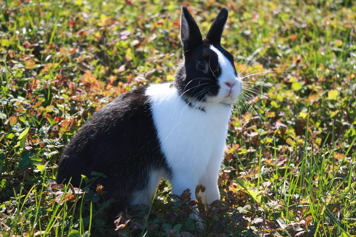 Kanin Errebos Mango [Min lillesøsters] billede 18