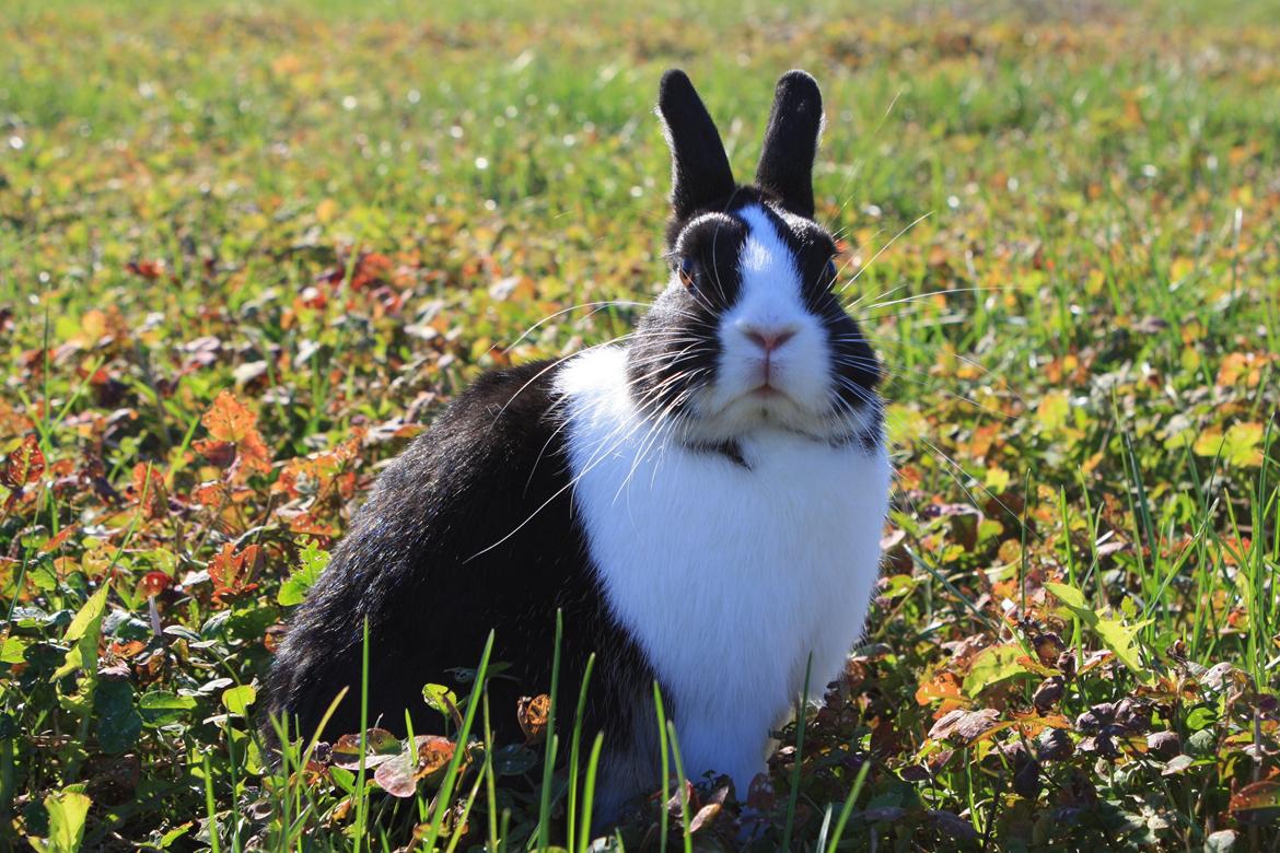 Kanin Errebos Mango [Min lillesøsters] billede 19