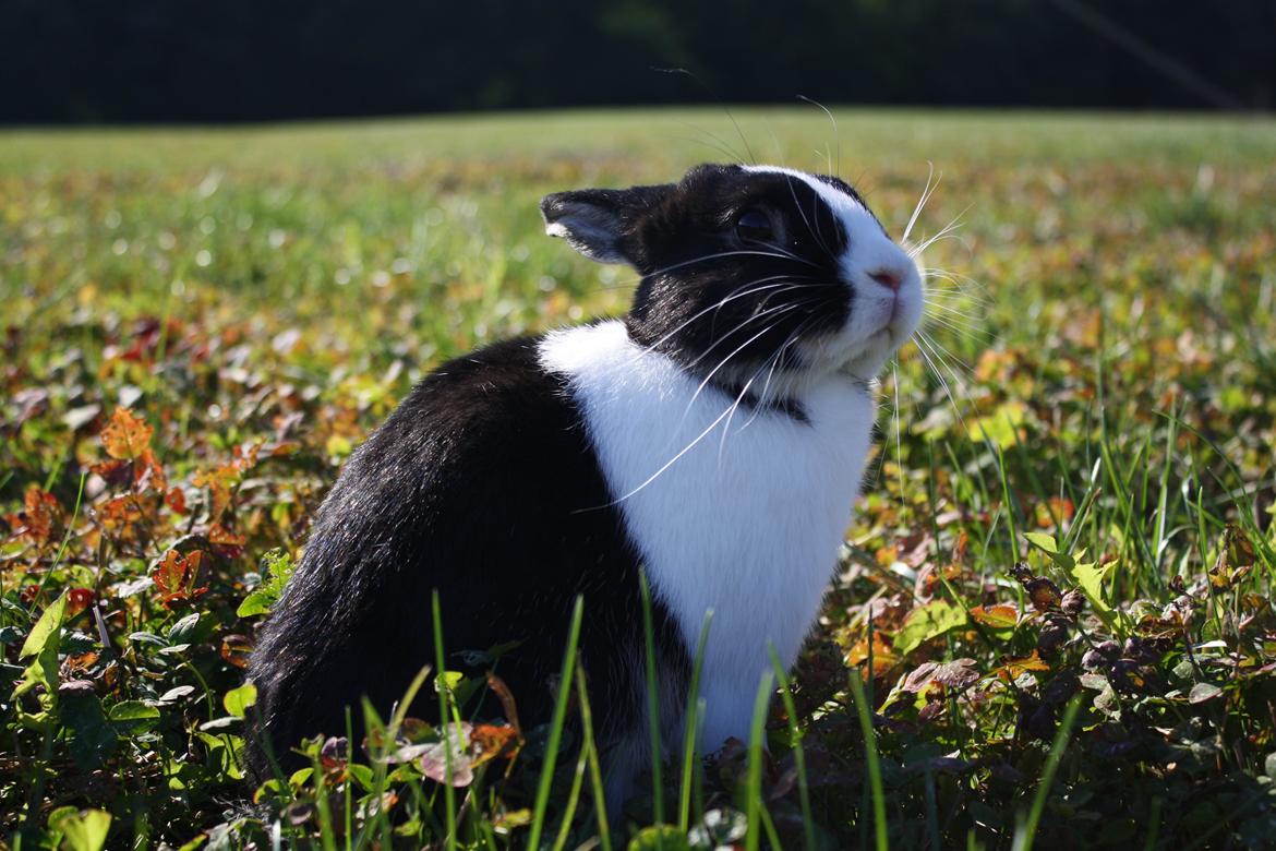 Kanin Errebos Mango [Min lillesøsters] billede 20