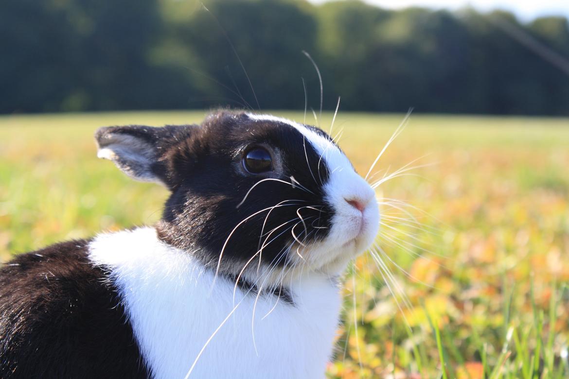 Kanin Errebos Mango [Min lillesøsters] billede 21