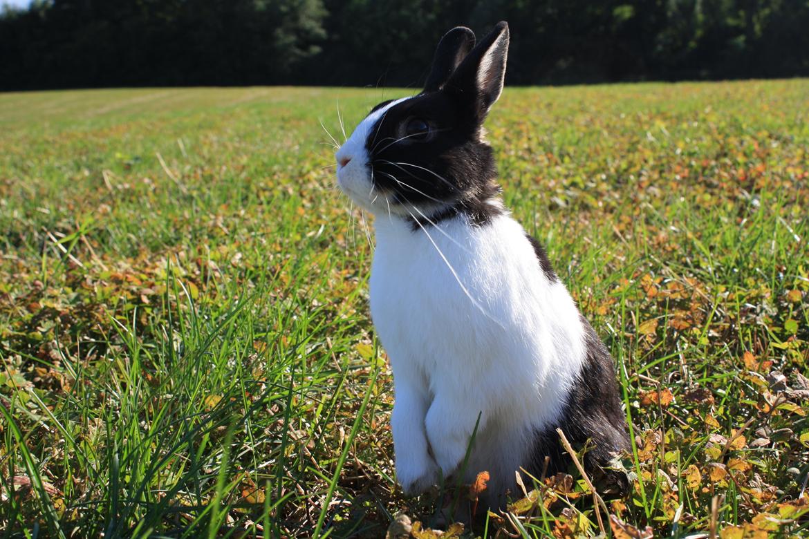 Kanin Errebos Mango [Min lillesøsters] billede 22