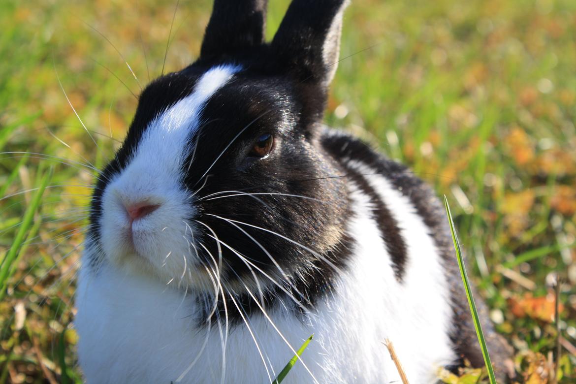 Kanin Errebos Mango [Min lillesøsters] billede 23