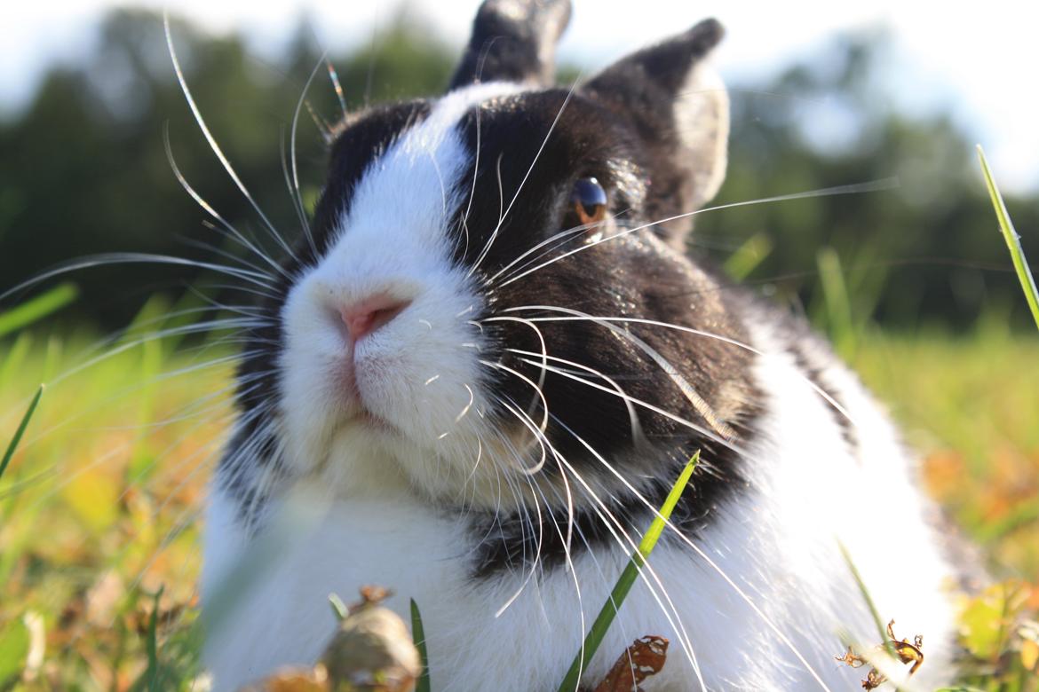 Kanin Errebos Mango [Min lillesøsters] billede 24