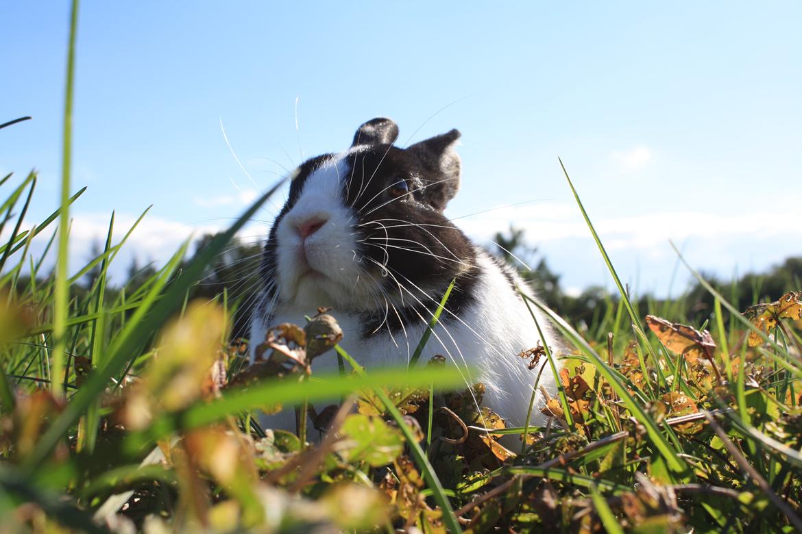 Kanin Errebos Mango [Min lillesøsters] billede 25
