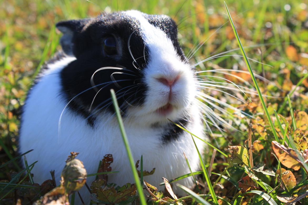 Kanin Errebos Mango [Min lillesøsters] billede 26