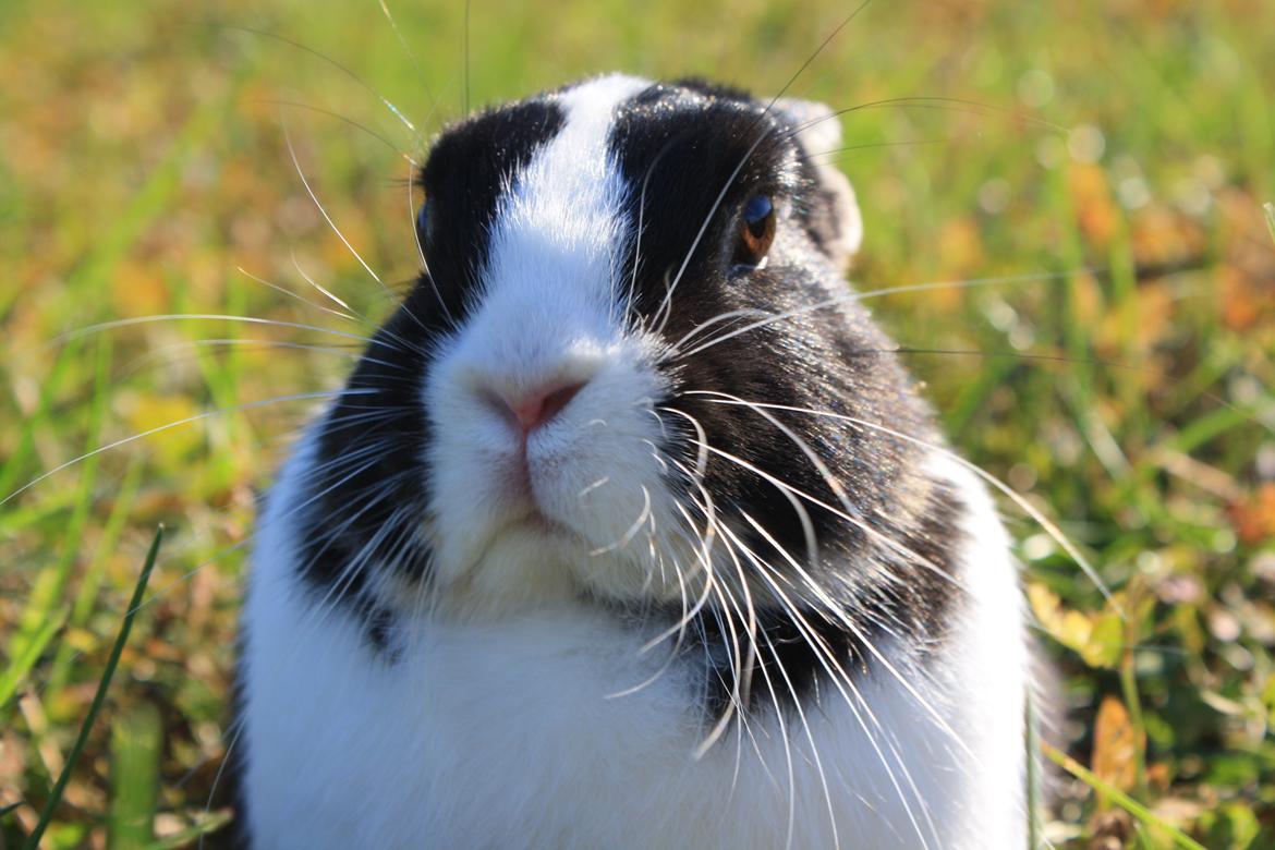 Kanin Errebos Mango [Min lillesøsters] billede 27