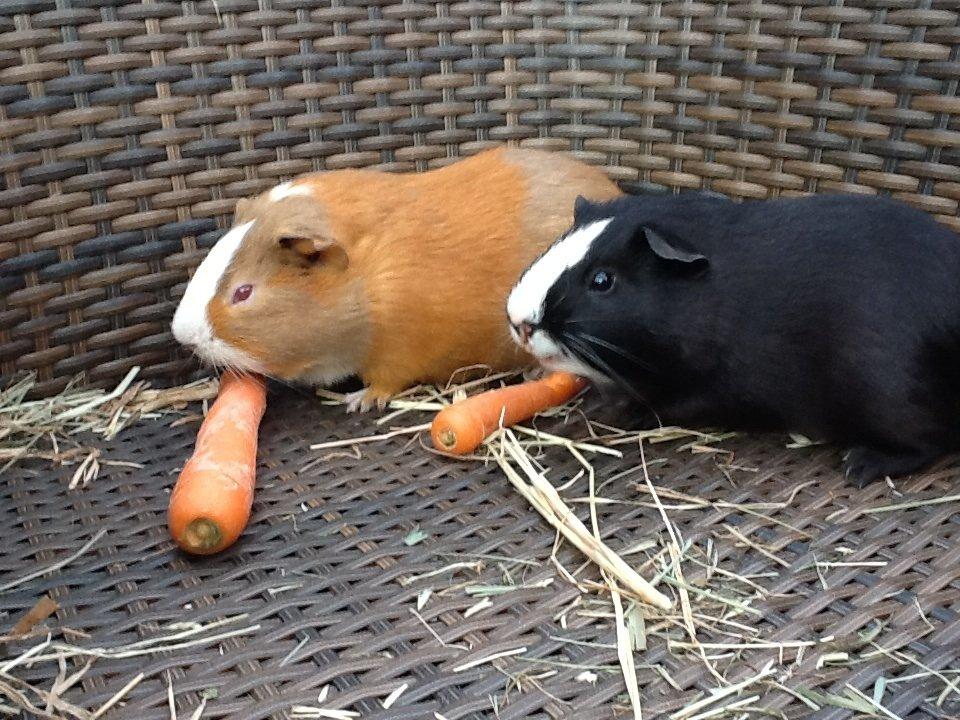 Marsvin PallePjuske billede 12