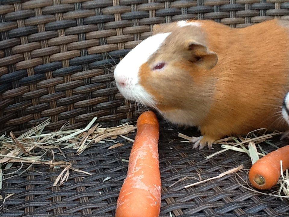 Marsvin PallePjuske billede 13