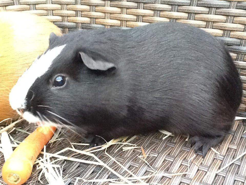 Marsvin Blis billede 10