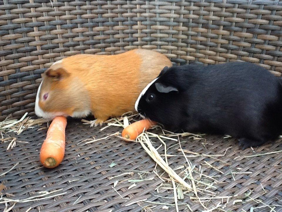 Marsvin Blis billede 9