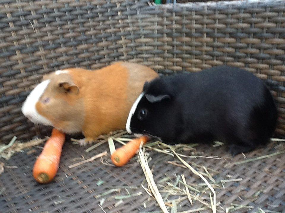 Marsvin Blis billede 12