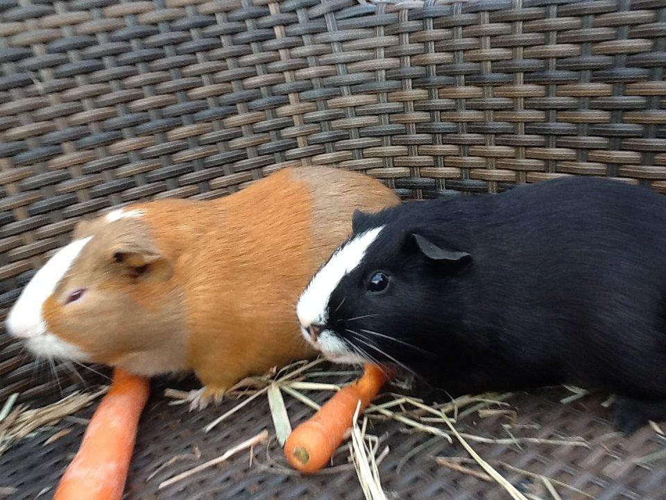 Marsvin Blis billede 11