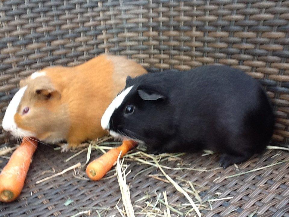 Marsvin Blis billede 13