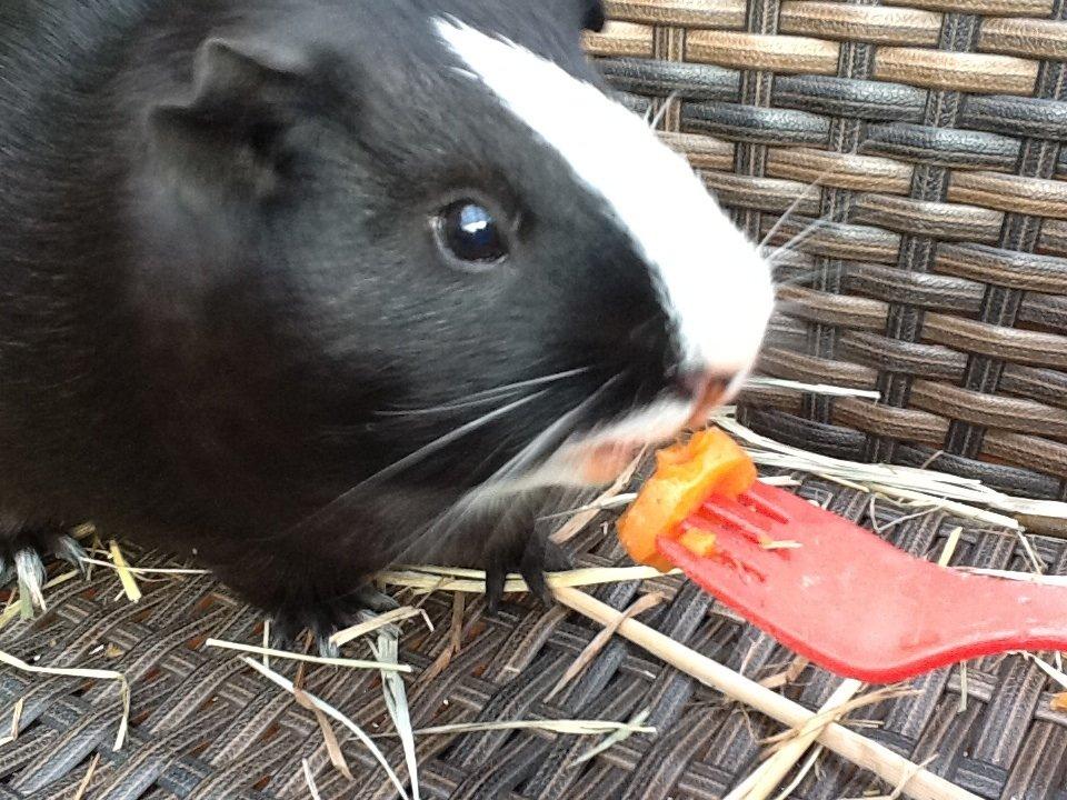 Marsvin Blis billede 14