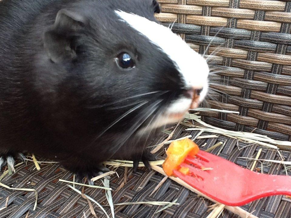 Marsvin Blis billede 15