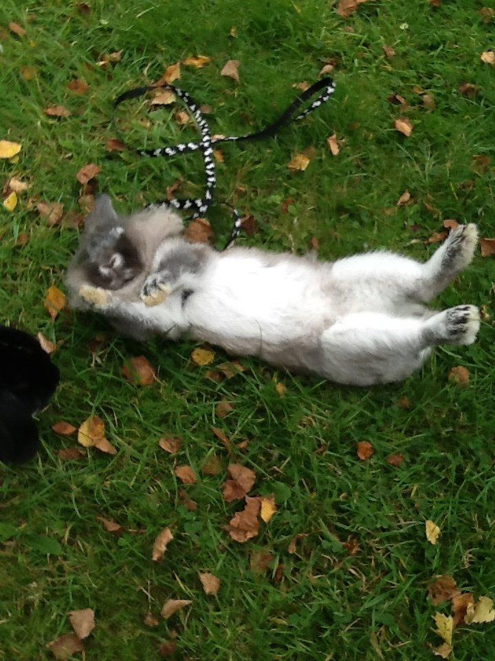 Kanin Gl. Mosegaards Gine  billede 1