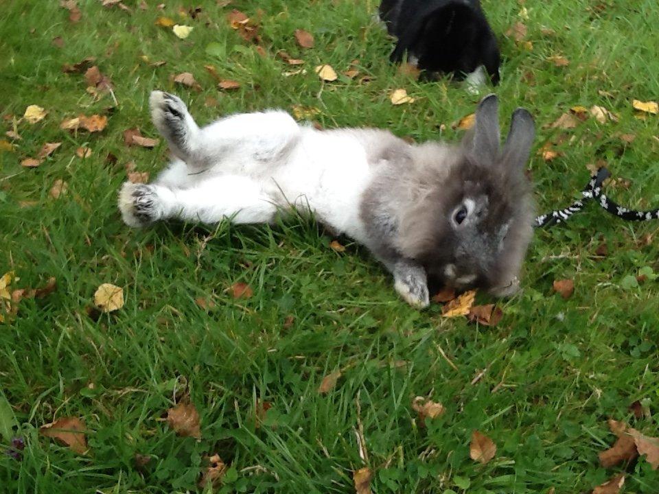 Kanin Gl. Mosegaards Gine  billede 2