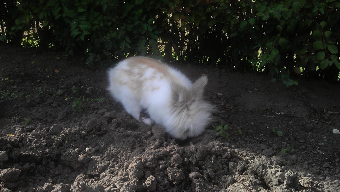 Kanin Maboha's Amilo billede 8