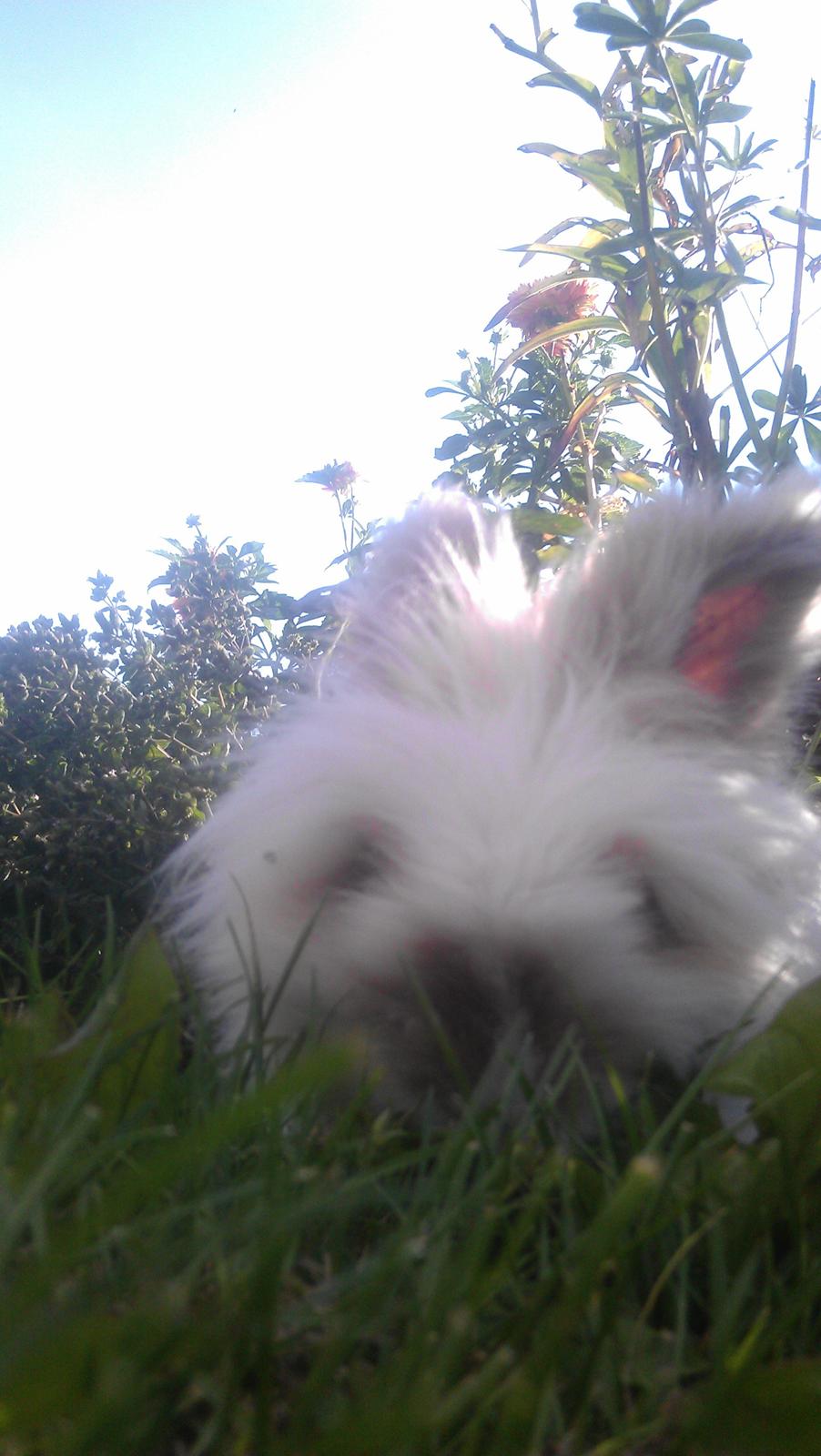 Kanin Maboha's Amilo billede 13