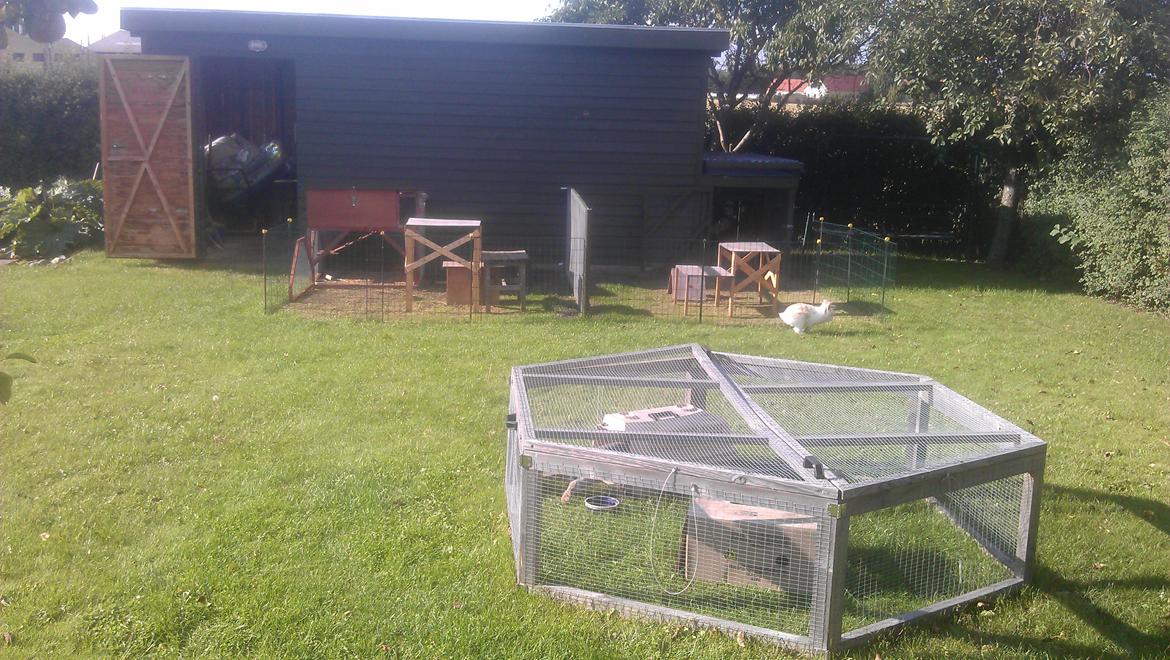 Kanin Maboha's Amilo - Kaninernes indhegninger + græsningsbur.
Amilo er ude at gå tur med sig selv i haven :) billede 11