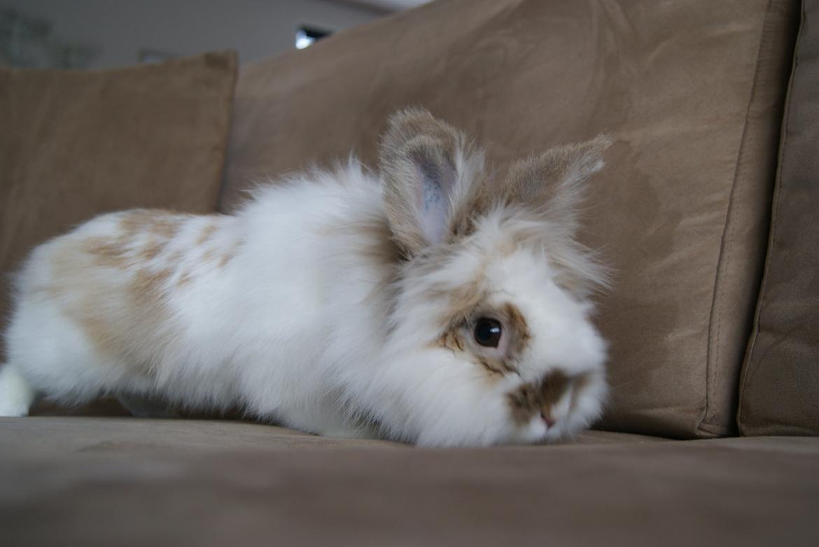 Kanin Maboha's Amilo billede 14