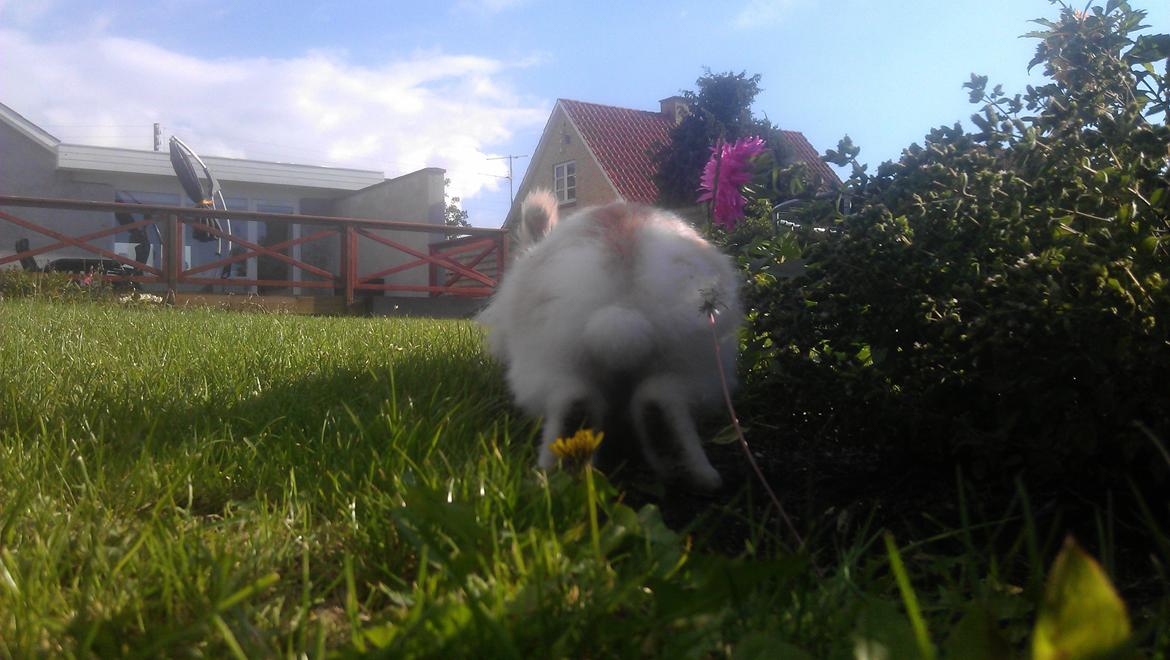 Kanin Maboha's Amilo billede 15