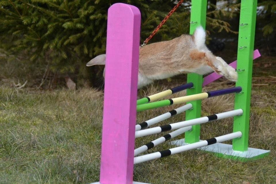 Kanin Askelunds Aius Cupido billede 1