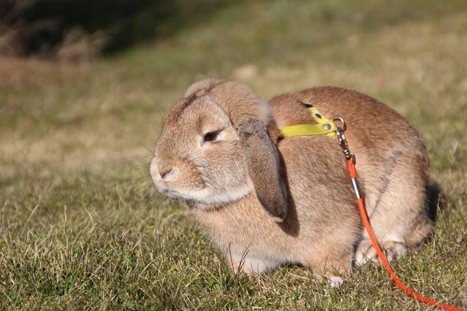 Kanin Askelunds Aius Cupido billede 2